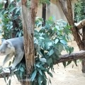 実際訪問したユーザーが直接撮影して投稿した東山元町展示 / 観覧東山動植物園 コアラ舎の写真