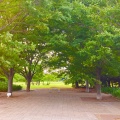 実際訪問したユーザーが直接撮影して投稿した弁天公園弁天ふれあいの森公園の写真