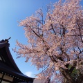 実際訪問したユーザーが直接撮影して投稿した花咲町神社北海道 護国神社の写真