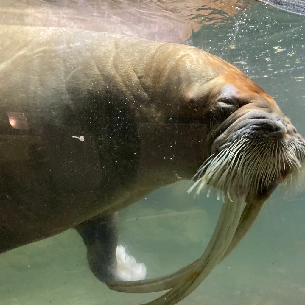 実際訪問したユーザーが直接撮影して投稿した瀬戸洋食城崎マリンワールド カフェ&レストラン テラスの写真