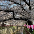 実際訪問したユーザーが直接撮影して投稿した中目黒桜の名所目黒川の桜並木の写真