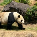 実際訪問したユーザーが直接撮影して投稿した上野公園動物園上野動物園 パンダのもりの写真