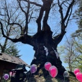 実際訪問したユーザーが直接撮影して投稿した峠町神社熊野皇大神社の写真