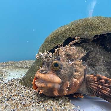 実際訪問したユーザーが直接撮影して投稿した中野水族館 / アクアリウム仙台うみの杜水族館の写真