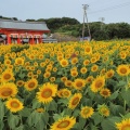 実際訪問したユーザーが直接撮影して投稿した天王台寺満願寺の写真