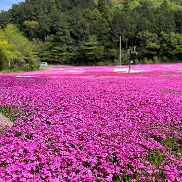 実際訪問したユーザーが直接撮影して投稿した関堀自然名所ときがわの芝桜の写真