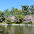 実際訪問したユーザーが直接撮影して投稿した丸之内公園松山城本丸広場の写真