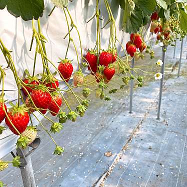 実際訪問したユーザーが直接撮影して投稿した金山町いちご狩りSAWADA FARMの写真