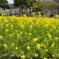 実際訪問したユーザーが直接撮影して投稿した緑台公園コスモスの丘の写真