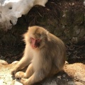 実際訪問したユーザーが直接撮影して投稿した平穏動物園地獄谷野猿公苑の写真