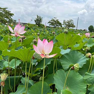 自然大好きっ子さんが投稿した都賀町臼久保公園のお店つがの里/つがのさとの写真