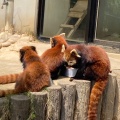 実際訪問したユーザーが直接撮影して投稿した桜町動物園鯖江市 西山動物園の写真