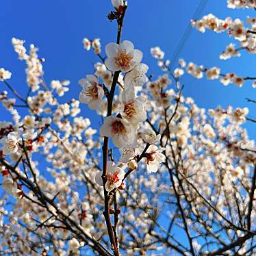 実際訪問したユーザーが直接撮影して投稿した曽我別所花のきれいなスポット曽我梅林の写真