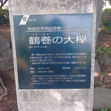 実際訪問したユーザーが直接撮影して投稿した鶴巻南自然名所鶴巻の大ケヤキの写真