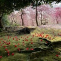 実際訪問したユーザーが直接撮影して投稿した中島鳥羽離宮町神社城南宮の写真