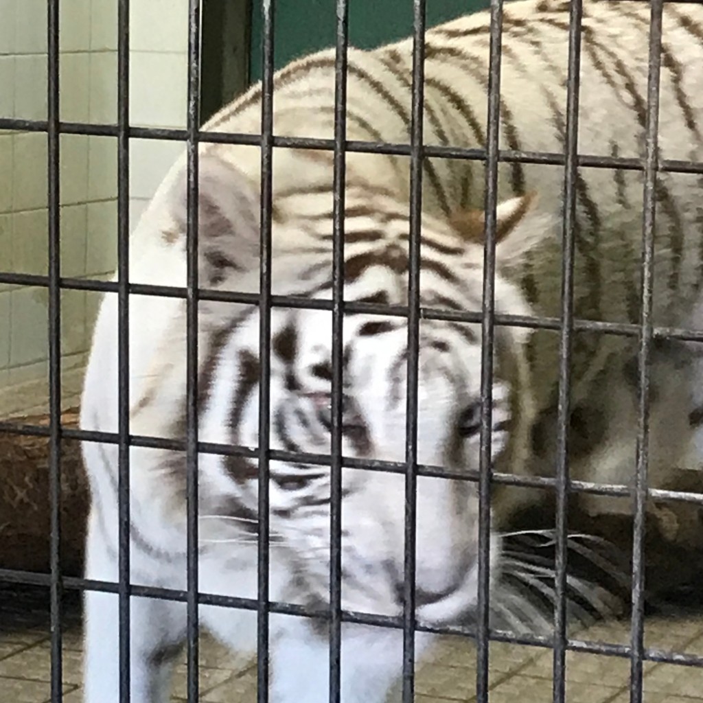 sarafinaさんが投稿した上原町動物園のお店愛媛県立とべ動物園/エヒメケンリツトベドウブツエンの写真