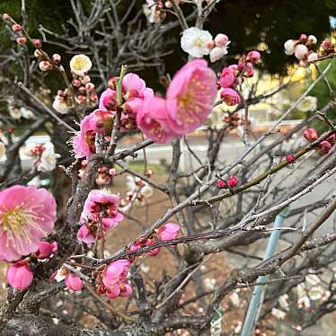 実際訪問したユーザーが直接撮影して投稿した私市公園私市水辺プラザの写真