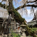 実際訪問したユーザーが直接撮影して投稿した犬山寺圓明寺の写真