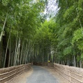 実際訪問したユーザーが直接撮影して投稿した金沢公園ちたの竹林の写真