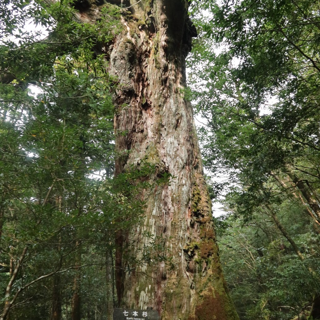 実際訪問したユーザーが直接撮影して投稿した楠川自然名所七本杉の写真