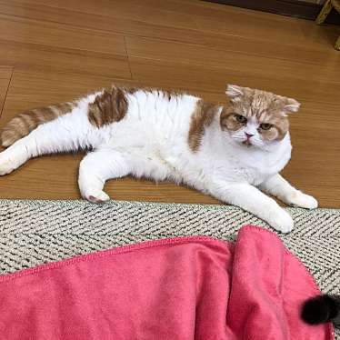 実際訪問したユーザーが直接撮影して投稿した岡田カフェ​猫カフェ 紅葉の写真