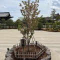 実際訪問したユーザーが直接撮影して投稿した御室大内寺仁和寺の写真