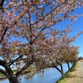 実際訪問したユーザーが直接撮影して投稿した笠松町公園笠松河津桜ロードの写真