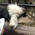 実際訪問したユーザーが直接撮影して投稿した綾羽動物園五月山動物園の写真