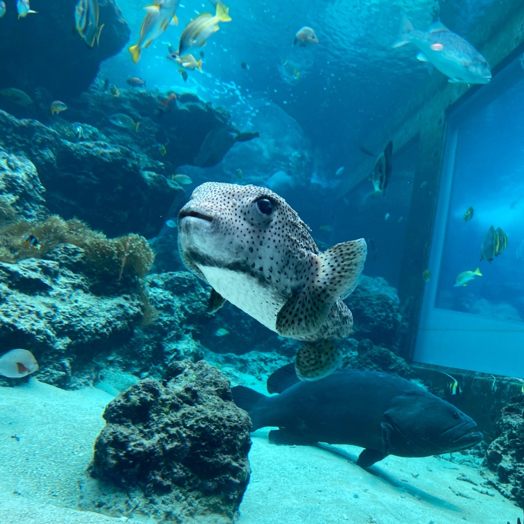 yumyum13さんが投稿した石川水族館 / アクアリウムのお店沖縄美ら海水族館/おきなわちゅらうみすいぞくかんの写真