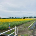 実際訪問したユーザーが直接撮影して投稿した東前町生息地 / 群生地・飛来地大垣ひまわり畑の写真