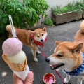 実際訪問したユーザーが直接撮影して投稿した新宿アイスクリームわびさびやの写真