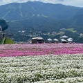 実際訪問したユーザーが直接撮影して投稿した高鷲町ひるがの高原ひるがのピクニックガーデンの写真