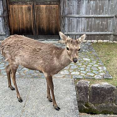 奈良公園のundefinedに実際訪問訪問したユーザーunknownさんが新しく投稿した新着口コミの写真