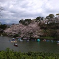 実際訪問したユーザーが直接撮影して投稿した河川千鳥ケ淵の写真