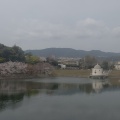 実際訪問したユーザーが直接撮影して投稿した河川ニテコ池の写真