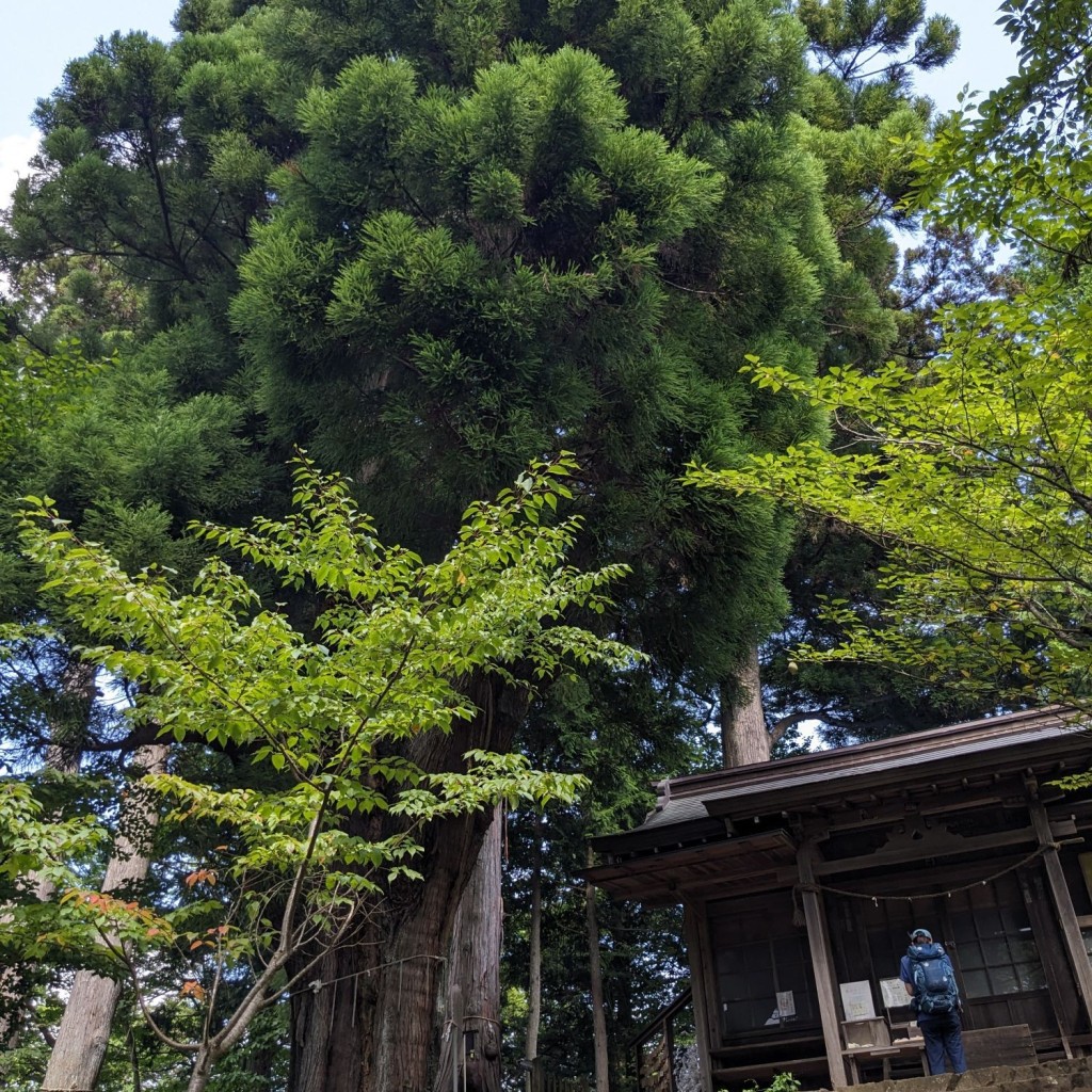 実際訪問したユーザーが直接撮影して投稿した御岳山地域名所安産杉の写真