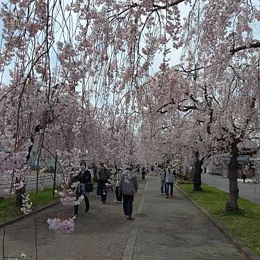 実際訪問したユーザーが直接撮影して投稿した押切東2丁目桜の名所日中線しだれ桜並木の写真