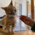 実際訪問したユーザーが直接撮影して投稿した竹鼻町狐穴カフェ猫カフェ ごろーにゃの写真