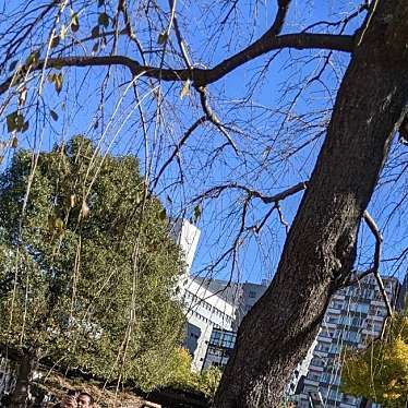 実際訪問したユーザーが直接撮影して投稿した浅草桜の名所浅草寺の枝垂れ桜の写真