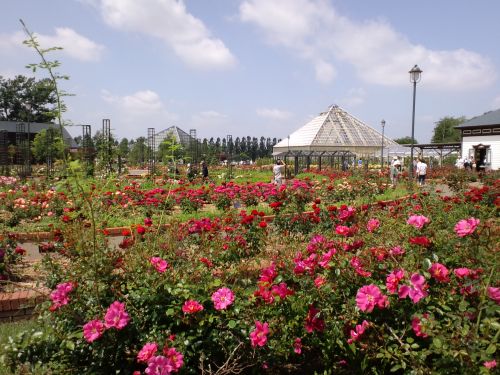 実際訪問したユーザーが直接撮影して投稿した志文町植物園 / 樹木園いわみざわ公園 バラ園の写真