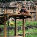 実際訪問したユーザーが直接撮影して投稿した程久保動物園多摩動物公園の写真