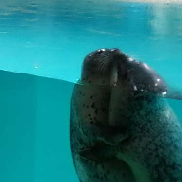 みーちゃnさんが投稿した三丁目水族館 / アクアリウムのお店下田海中水族館/シモダカイチュウスイゾクカンの写真