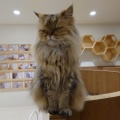 実際訪問したユーザーが直接撮影して投稿した寿町カフェ猫カフェ Moff animal cafe アリオ倉敷店の写真