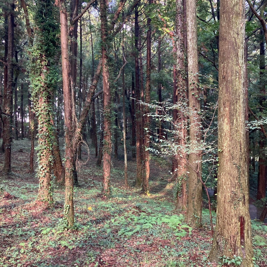 実際訪問したユーザーが直接撮影して投稿した片山公園手賀の丘公園の写真