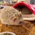 実際訪問したユーザーが直接撮影して投稿した神宮前テーマカフェHedgehog Cafe HARRY 原宿駅前店の写真