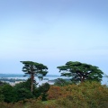 実際訪問したユーザーが直接撮影して投稿した松島公園西行戻しの松公園の写真