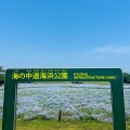 実際訪問したユーザーが直接撮影して投稿した西戸崎庭園海の中道海浜公園 花の丘の写真
