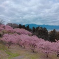 実際訪問したユーザーが直接撮影して投稿した柳自然名所おおいゆめの里の写真