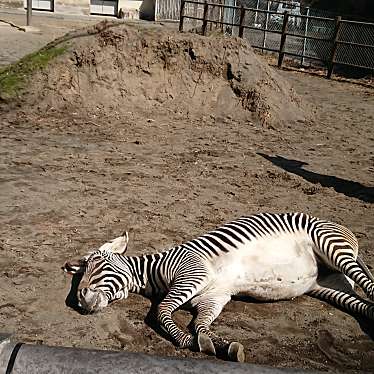 多摩動物公園のundefinedに実際訪問訪問したユーザーunknownさんが新しく投稿した新着口コミの写真