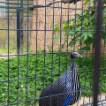 実際訪問したユーザーが直接撮影して投稿した芦田町大字福田動物園福山市立動物園の写真